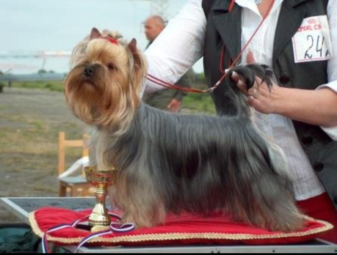 TRAVOLTAN SLADKAYA NADEZHDA — Labaza DogPedigree YorkshireTerrier