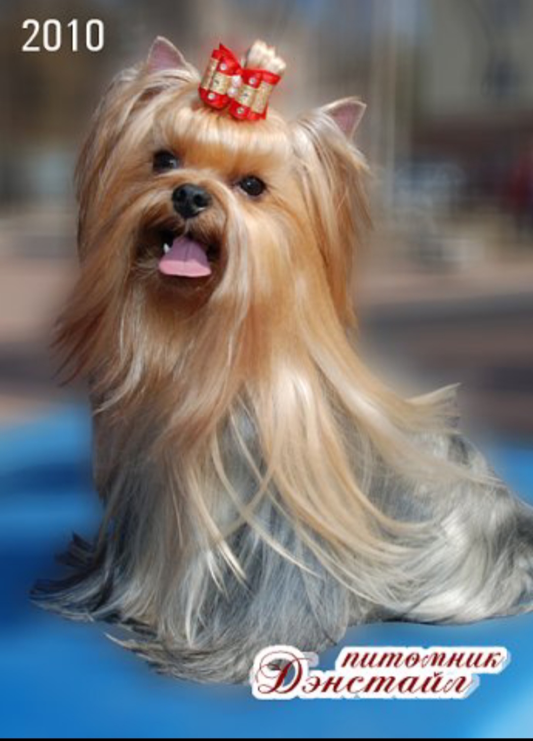  TRAVOLTAN GRAF MONTE KRISTO — Labaza DogPedigree YorkshireTerrier