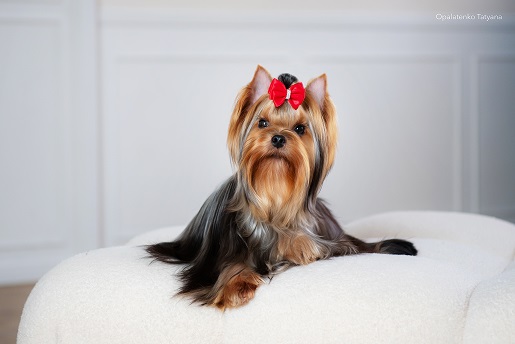  PALES OF TE VINDS ESENIA — Labaza DogPedigree YorkshireTerrier