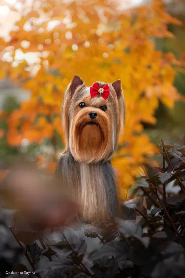 FANTASTIC BEAUTY EUROSTAR — Labaza DogPedigree YorkshireTerrier