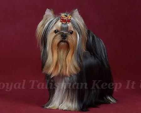 ROYAL TALISMAN KEEP IT UP — Labaza DogPedigree YorkshireTerrier