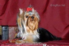 ROYAL TALISMAN BLUE DREAM — Labaza DogPedigree YorkshireTerrier