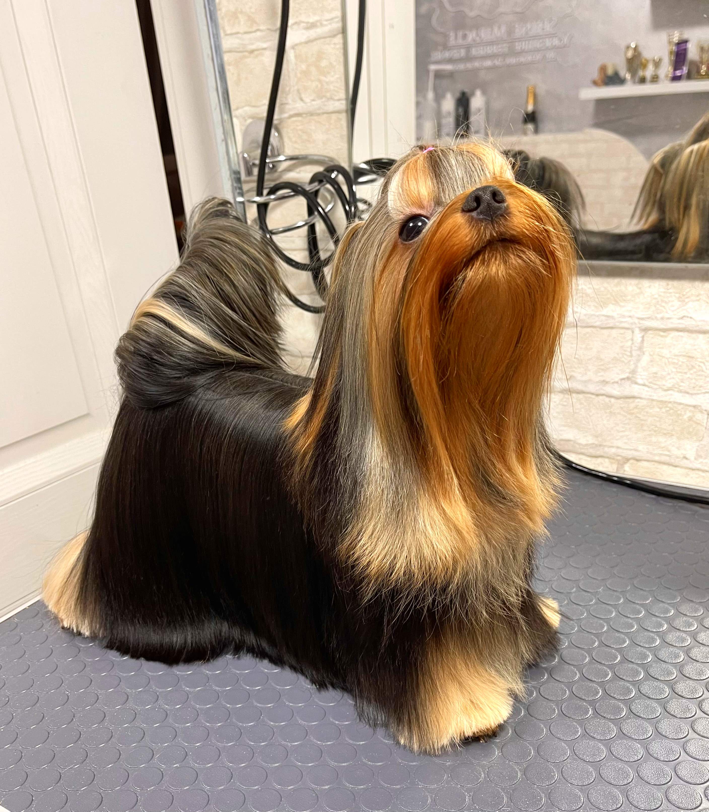 Shine Miracle Gotica — Labaza DogPedigree YorkshireTerrier