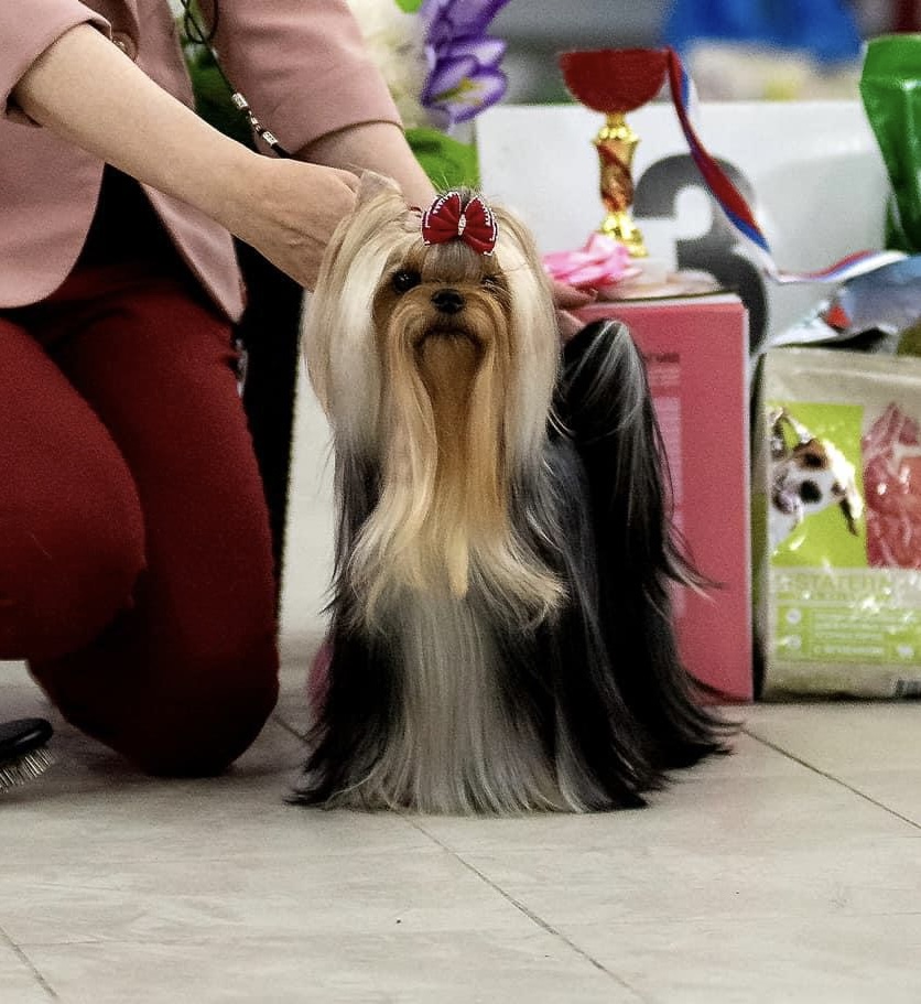 Silk Paradise Silk Paradise Miranda — Labaza DogPedigree YorkshireTerrier