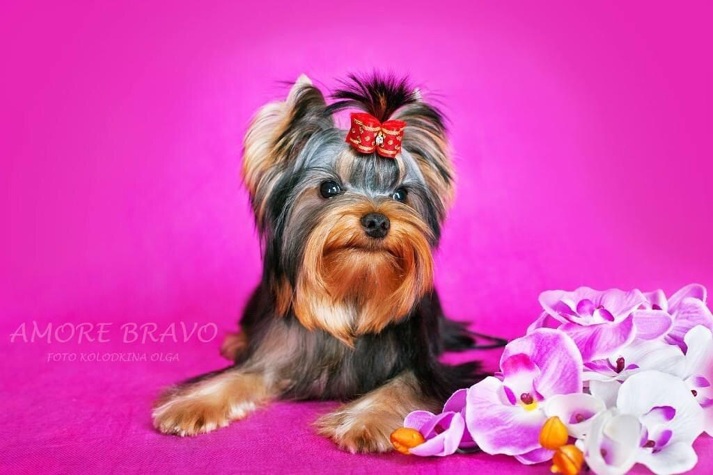 SATIN DOLL NICOLE SEA NIXIE — Labaza DogPedigree YorkshireTerrier