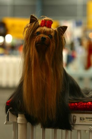 Debonaire's Come What May — Labaza DogPedigree YorkshireTerrier