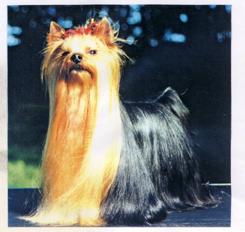 Gueule D'amour De Majodian — Labaza DogPedigree YorkshireTerrier