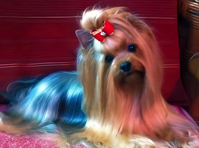  BIMBA DU DOMAINE DE MONDERLAY — Labaza DogPedigree YorkshireTerrier