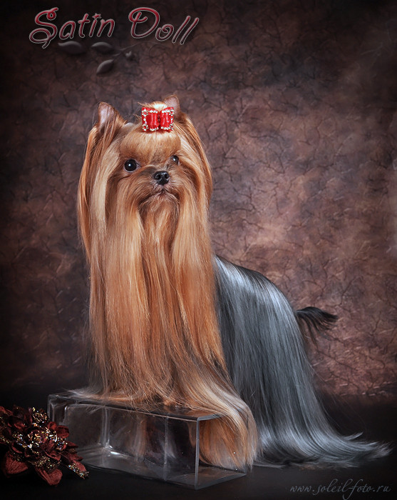 SATIN DOLL ESCAPADA — Labaza DogPedigree YorkshireTerrier