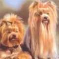 TURYANNE ALWAYS LOVE HOBIE — Labaza DogPedigree YorkshireTerrier