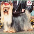  ALWAYS LOVE DE PENGHIBUR — Labaza DogPedigree YorkshireTerrier