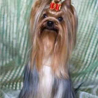 JEDI SANSE ANUTINY GLAZKI — Labaza DogPedigree YorkshireTerrier