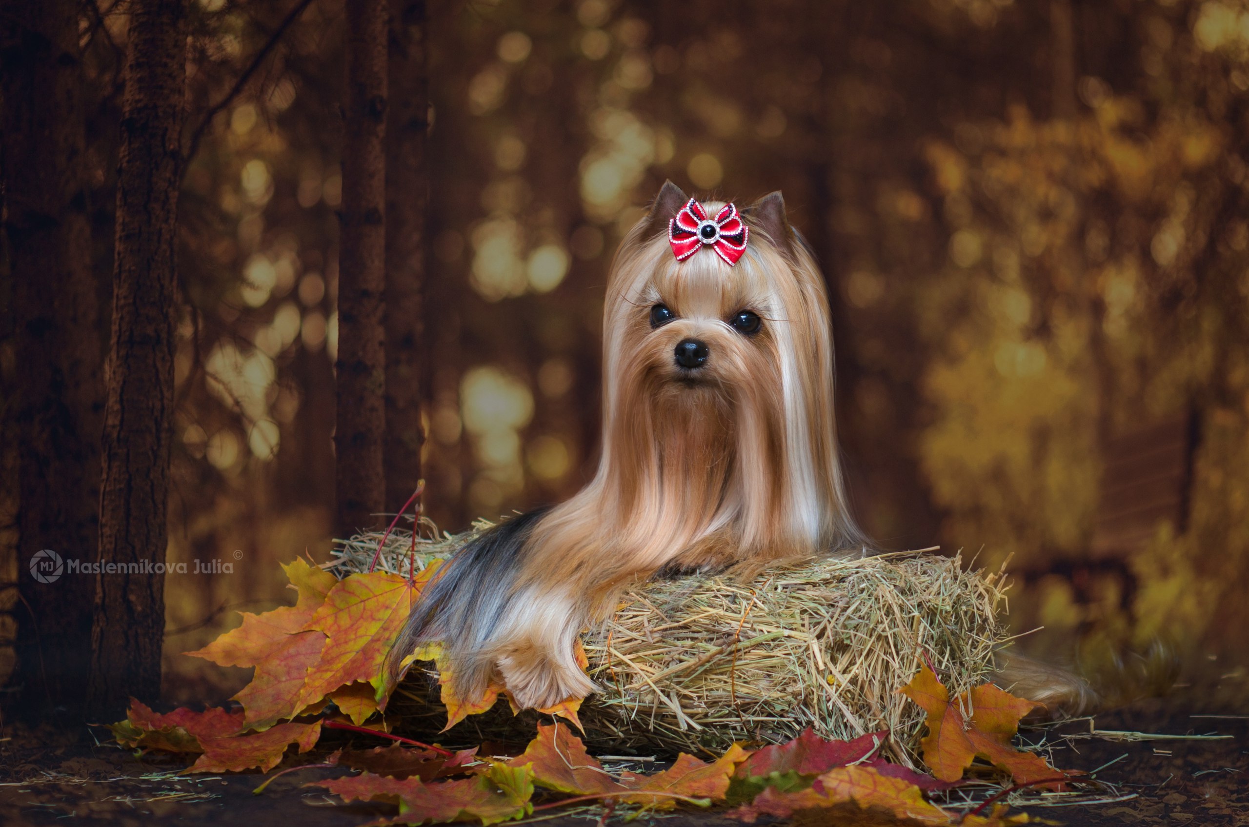 STREET FLASH ZENIT OF FAME — Labaza DogPedigree YorkshireTerrier