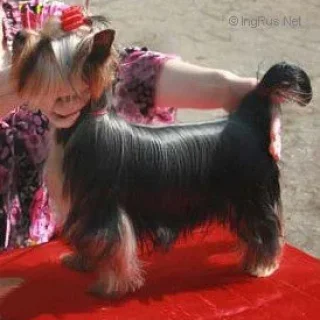  Royal Boutique Viva La Vita — Labaza DogPedigree YorkshireTerrier