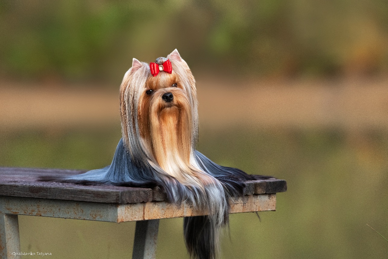  SANSA MAGIYA PROSHLOGO — Labaza DogPedigree YorkshireTerrier