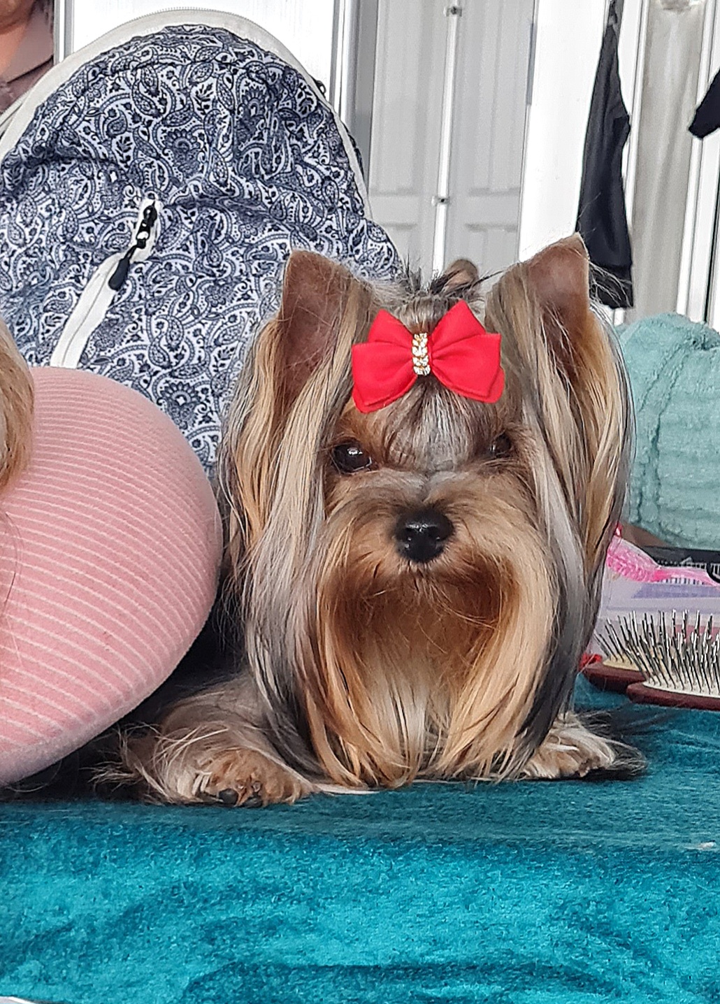  KIKI FARY TAIE — Labaza DogPedigree YorkshireTerrier