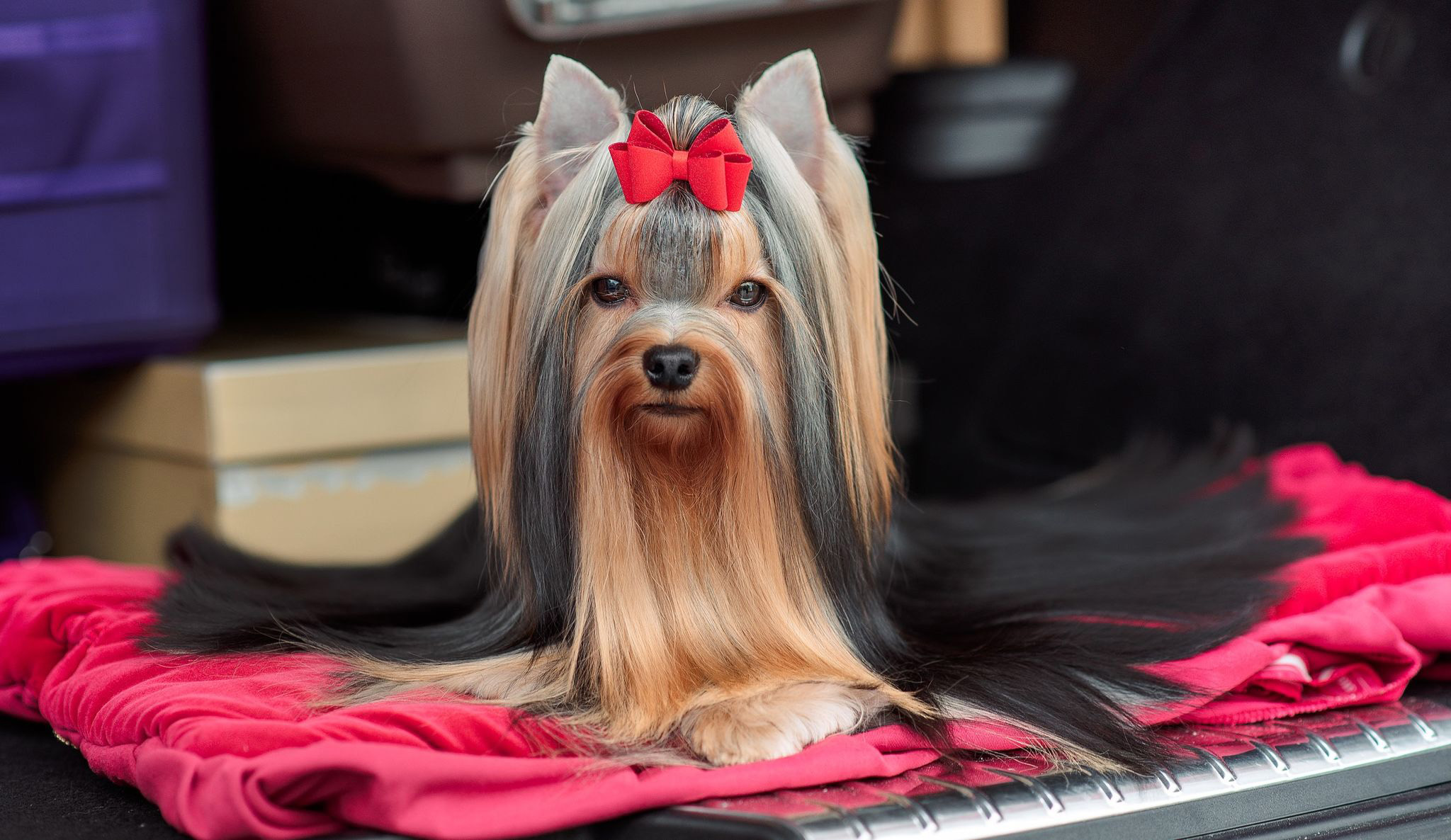 Camparis Mai Tai — Labaza DogPedigree YorkshireTerrier