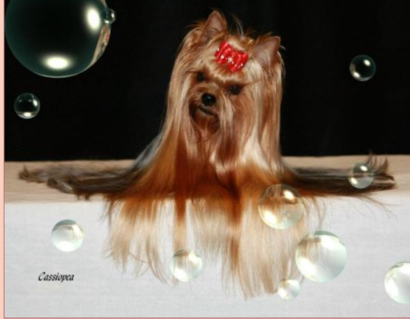  CASSIOPEA WILD FANTASY — Labaza DogPedigree YorkshireTerrier