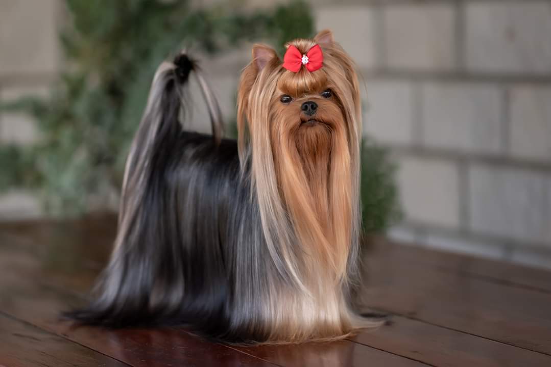 EXCELLENCE ABSOLUTE GRAND OVACIA SALLY LUN — Labaza DogPedigree YorkshireTerrier