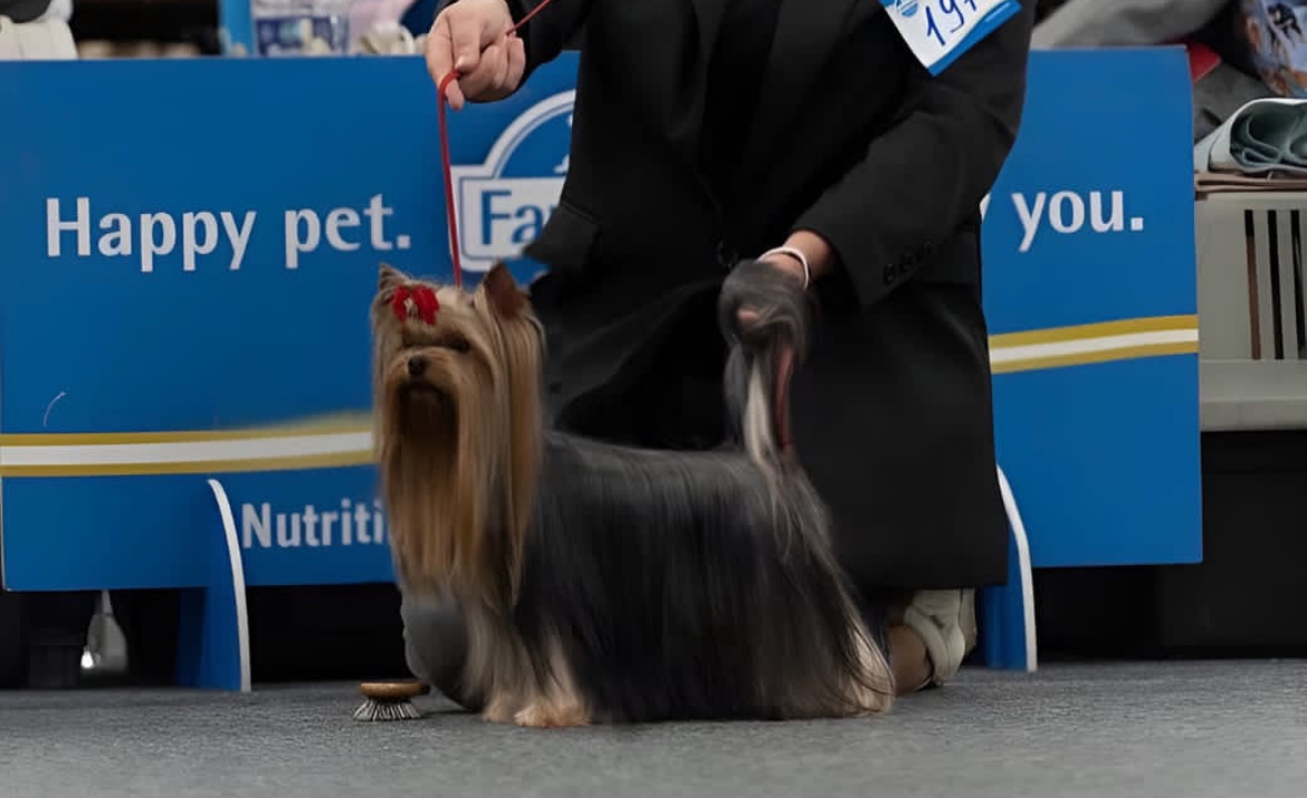 PALES OF TE VINDS — Labaza DogPedigree YorkshireTerrier