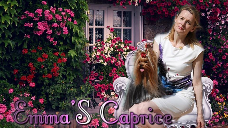 Emma`s Caprice — Labaza DogPedigree YorkshireTerrier