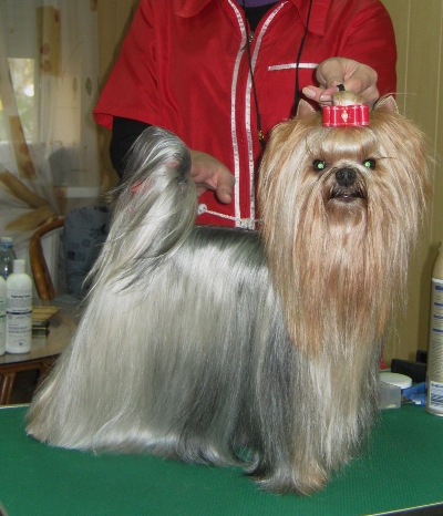 GLAMOURE COUTURE SUPER AGENT — Labaza DogPedigree YorkshireTerrier