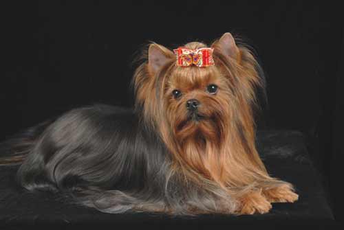  MINI SHOP SUMMER LADY — Labaza DogPedigree YorkshireTerrier