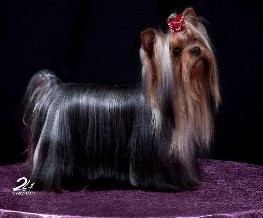  ROYAL TALISMAN ESPRIT DE LUXE — Labaza DogPedigree YorkshireTerrier