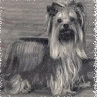  TYRONE OF REWORRAH — Labaza DogPedigree YorkshireTerrier