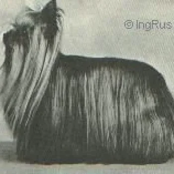 MR PIM OF JOHNSTUNBURN — Labaza DogPedigree YorkshireTerrier