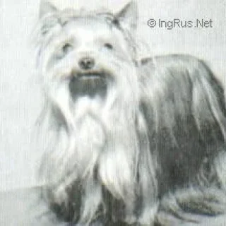  BEECHRISE SUPERB — Labaza DogPedigree YorkshireTerrier