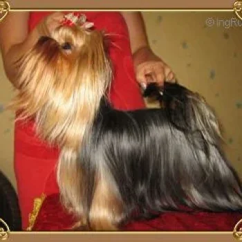 BLUE BELLE GIRL DU GUE DE L'ADOUR — Labaza DogPedigree YorkshireTerrier