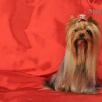 DE L'ADOUR FRENCH TOUCH DU GUE DE L`ADOUR — Labaza DogPedigree YorkshireTerrier