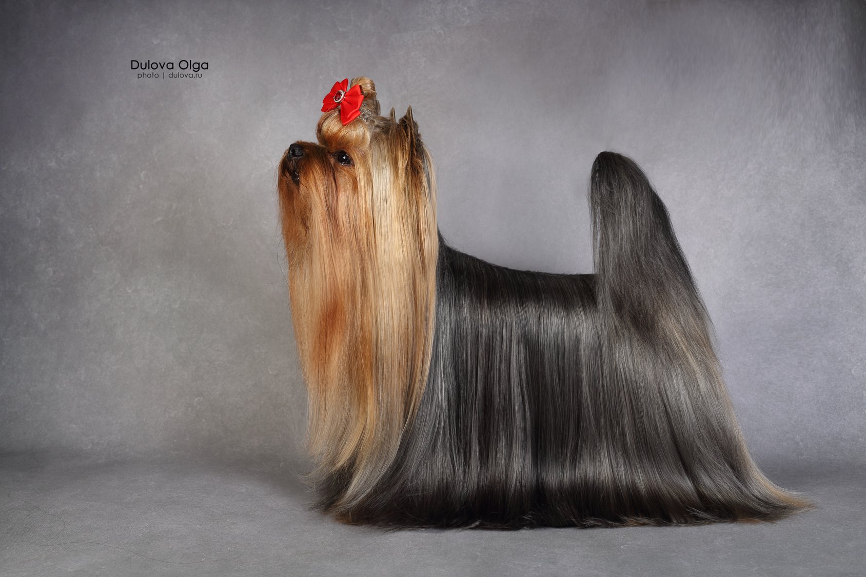  KEROLAIN SUNSHINE — Labaza DogPedigree YorkshireTerrier