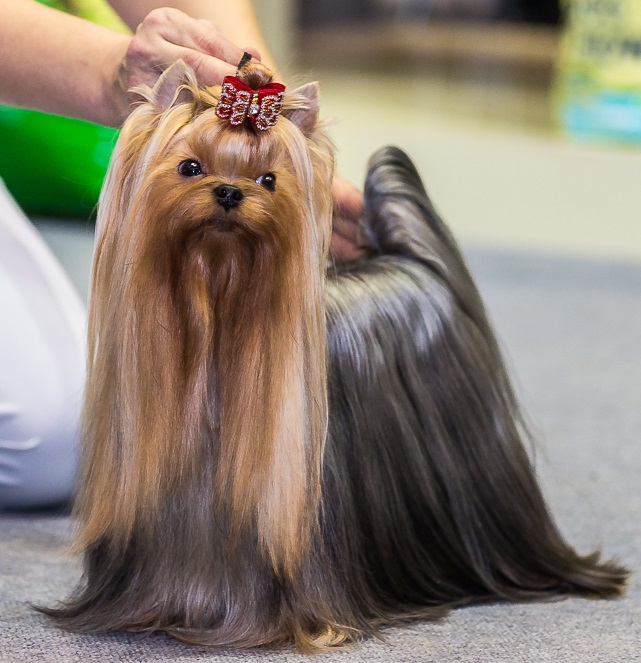  KENDLAIT HIGH FLYER — Labaza DogPedigree YorkshireTerrier