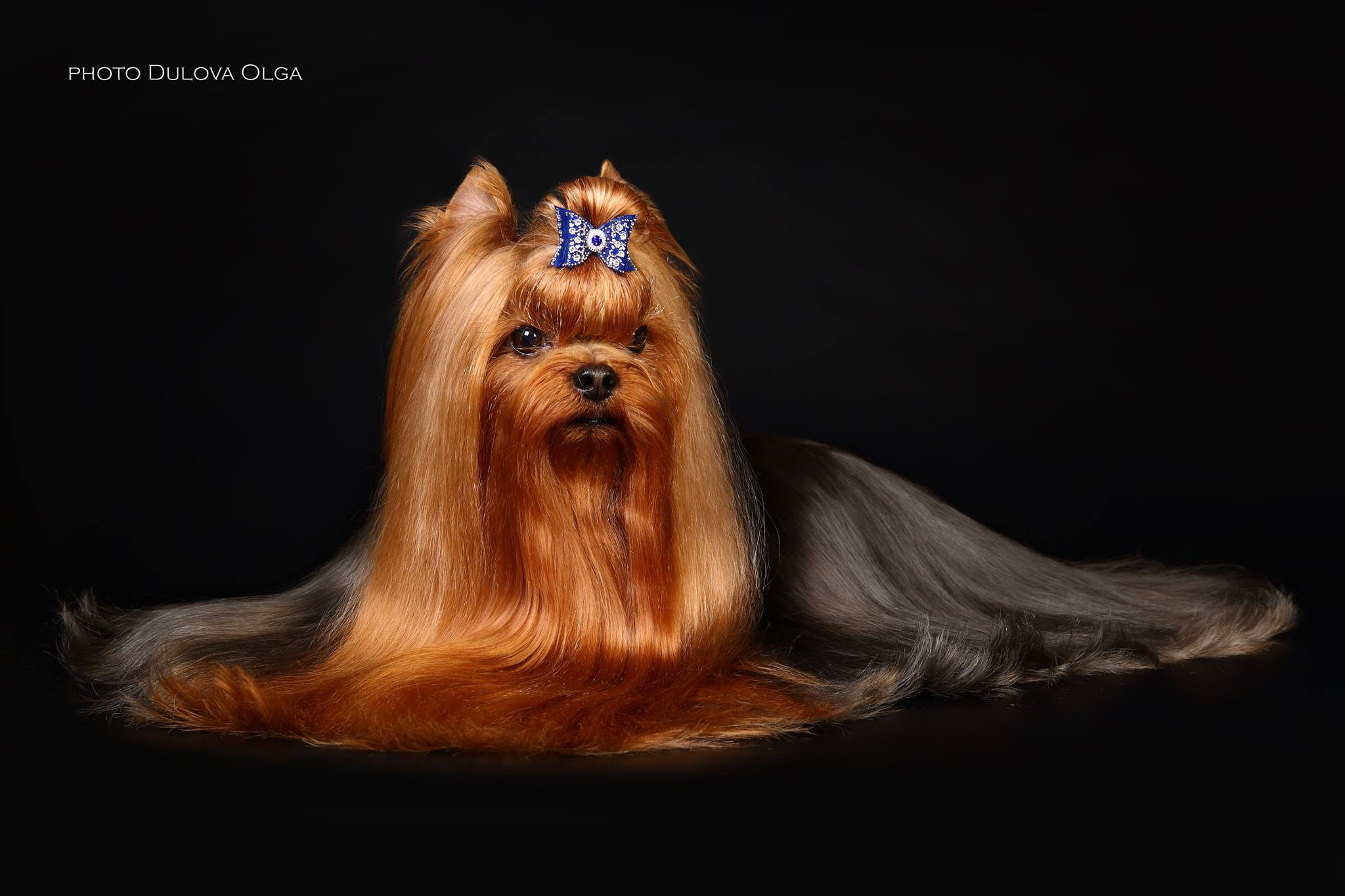  KENDLAIT COPYRIGHT OF THE BEST — Labaza DogPedigree YorkshireTerrier