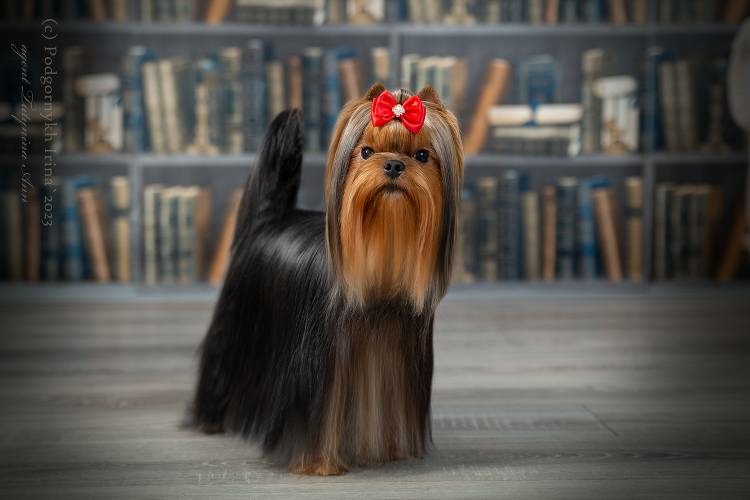  АDORE ELEGANT STYLE — Labaza DogPedigree YorkshireTerrier