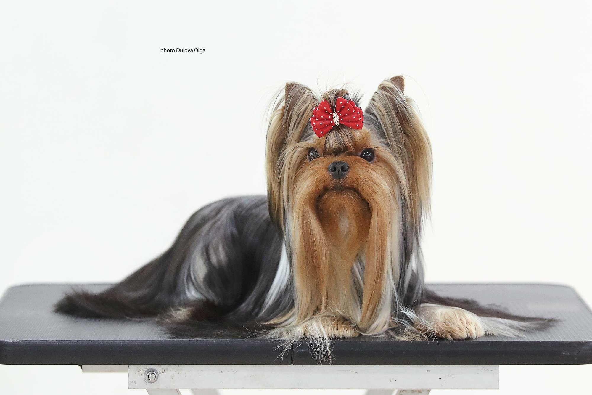  EXCLUSIVE LIMITED COLLECTION — Labaza DogPedigree YorkshireTerrier