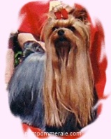  MOZART DE LA PAM'POMMERAIE — Labaza DogPedigree YorkshireTerrier