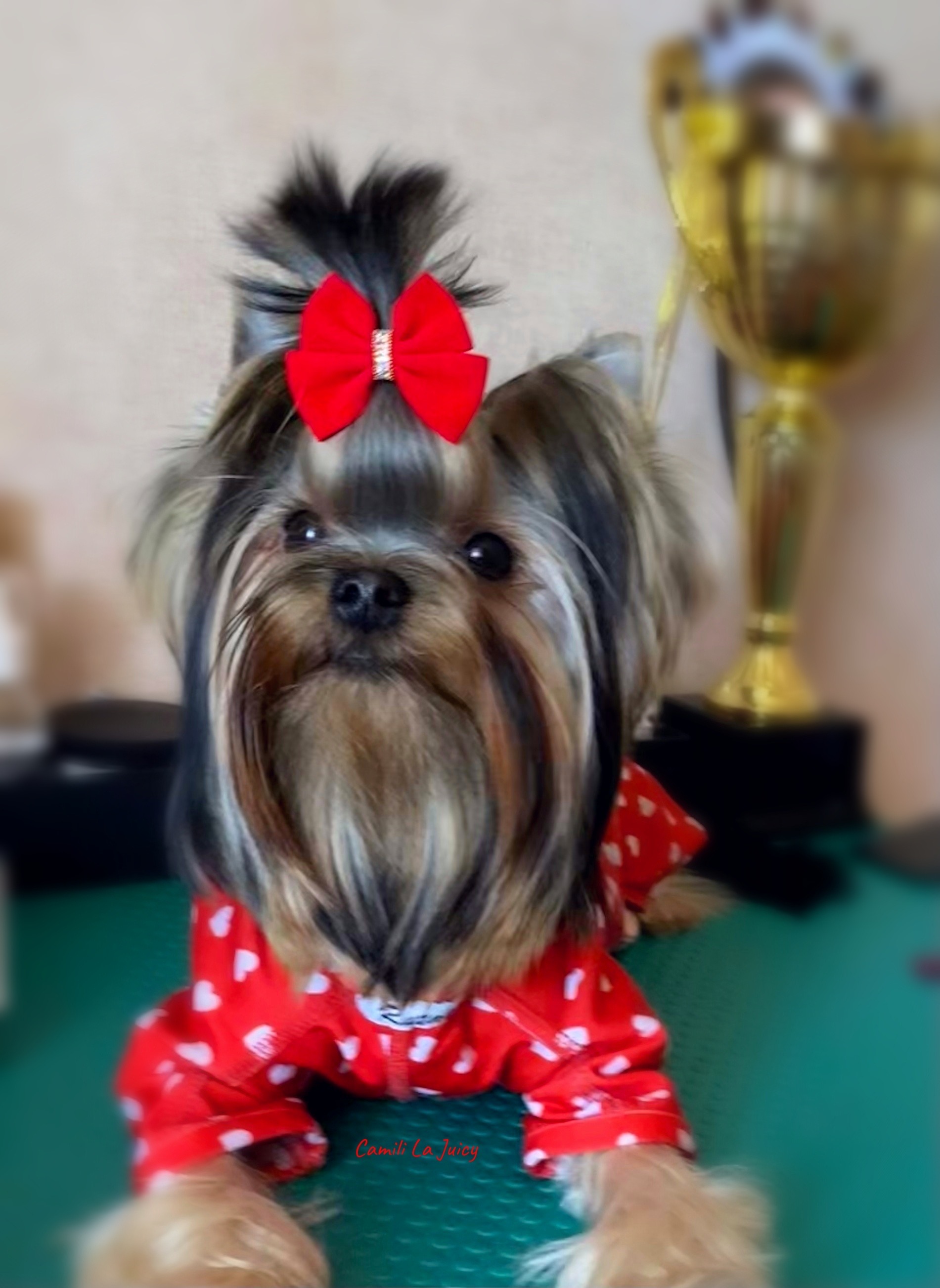 CAMILI LA JUICY — Labaza DogPedigree YorkshireTerrier