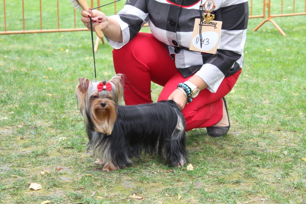 OVATSIYA DONA NON STOP NEVE VENDETTA — Labaza DogPedigree YorkshireTerrier