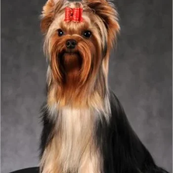 TRAVOLTAN DZHAKONDA -II — Labaza DogPedigree YorkshireTerrier