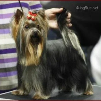 FABERGE DE LA PAM'POMMERAIE — Labaza DogPedigree YorkshireTerrier