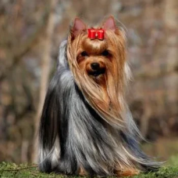  ELM DENDI CHERUTTI — Labaza DogPedigree YorkshireTerrier