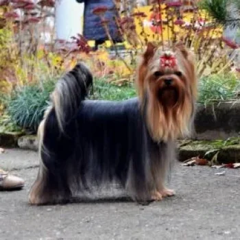 ROYAL TALISMAN IMPRESSIVE COURAGE — Labaza DogPedigree YorkshireTerrier