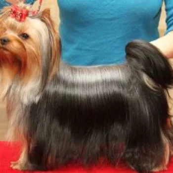  TRAVOLTAN ISKUSHENIE LYUBVI — Labaza DogPedigree YorkshireTerrier