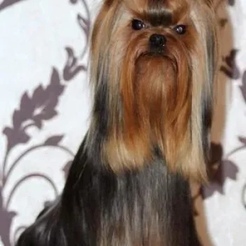 TRAVOLTAN CHUPA CHUPS — Labaza DogPedigree YorkshireTerrier