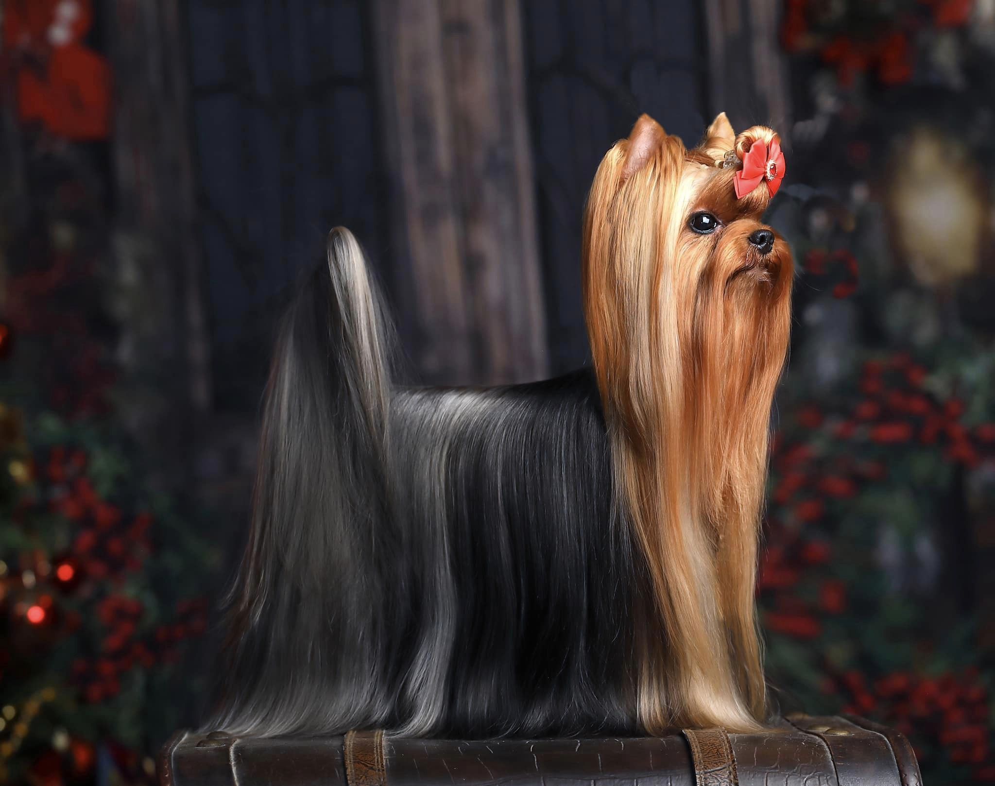 IREN VICTORIUS STRIKE — Labaza DogPedigree YorkshireTerrier