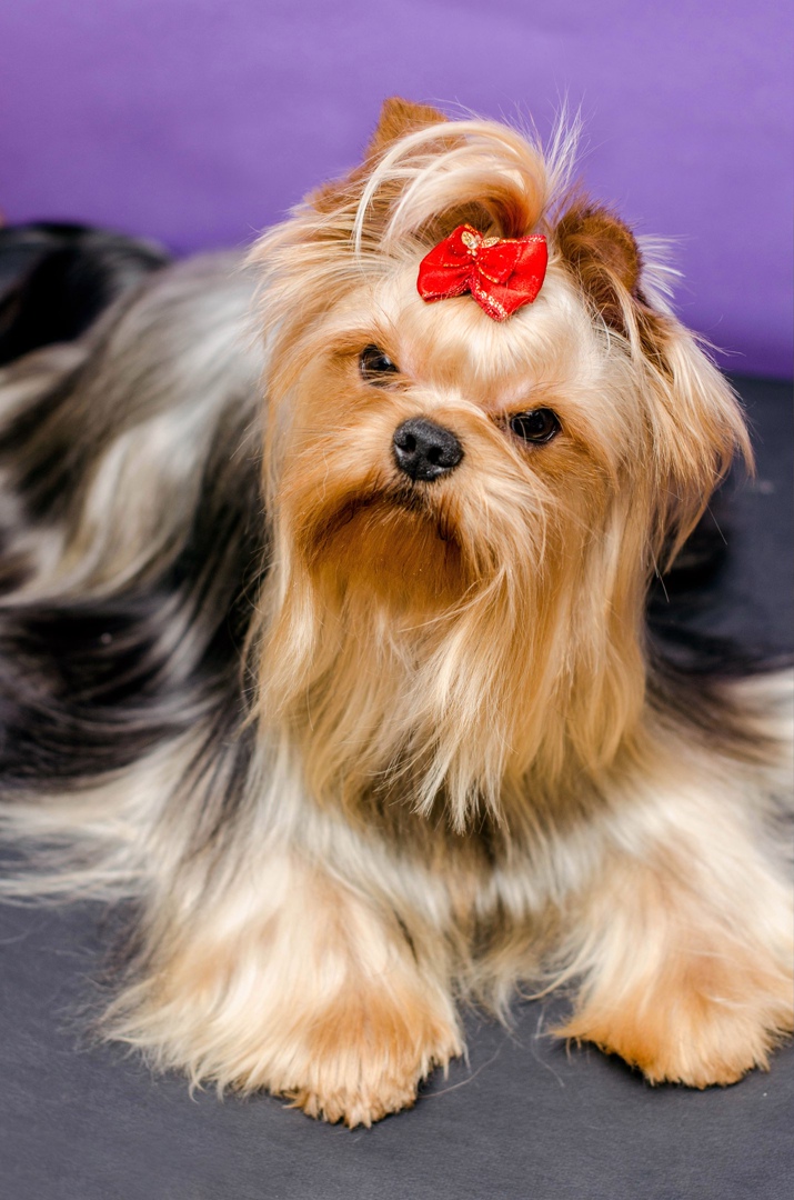 TESORO DEL MUNDO ZONG AMBASSADOR — Labaza DogPedigree YorkshireTerrier