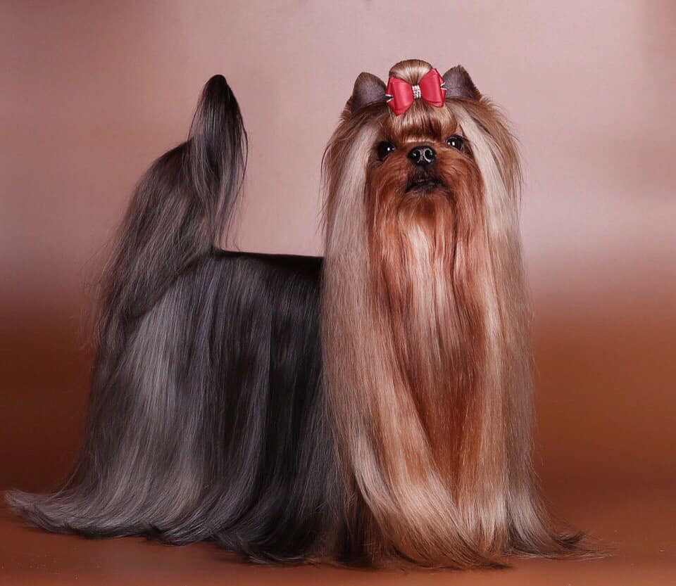  ROYAL BOUTIQUE ARAMIS — Labaza DogPedigree YorkshireTerrier